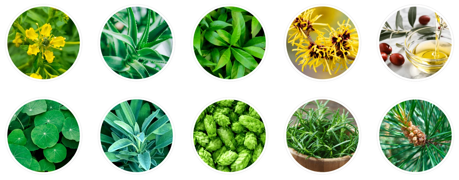 Illuderma ingredients